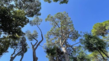 Ormandaki ve doğadaki ağaçlar