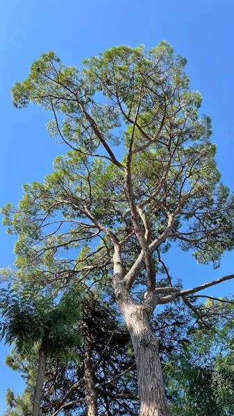 Alberi Nella Foresta Nella Natura — Vettoriale Stock