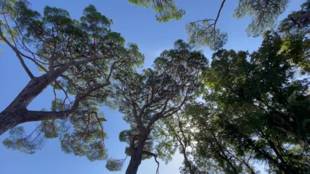 Árvores Floresta Natureza — Vídeo de Stock