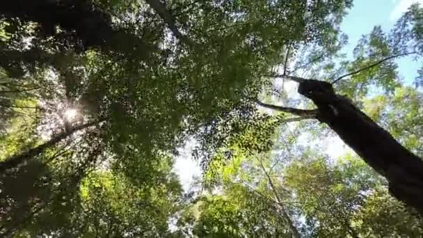 Bomen Het Bos Natuur — Stockvideo