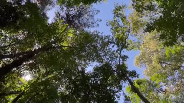 Bomen Het Bos Natuur — Stockvideo