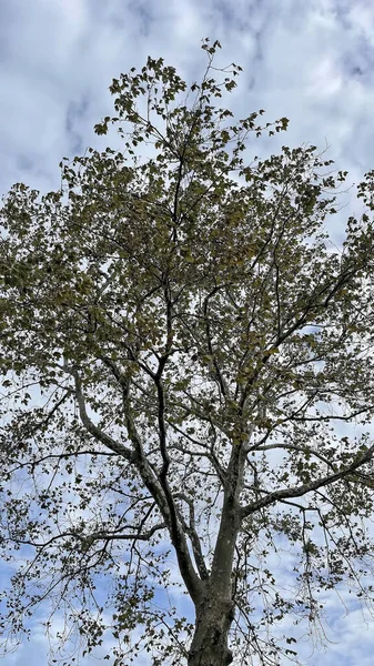 Árvore Com Folhas Caídas Céu Nublado Branco Temporada Outono — Fotografia de Stock