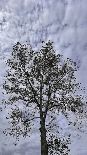 Strom Spadlým Listím Bílou Oblačnou Oblohou Podzimní Sezóně — Stock fotografie