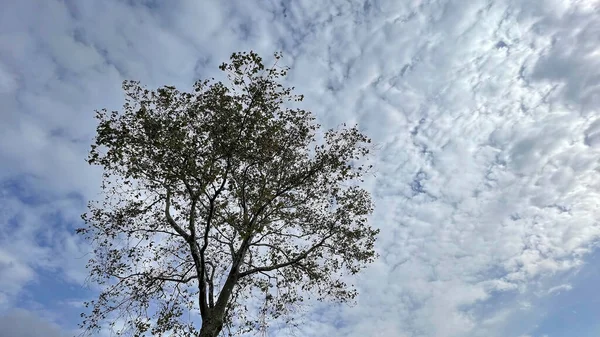 Árvore Com Folhas Caídas Céu Nublado Branco Temporada Outono — Fotografia de Stock