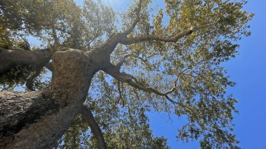 Mavi Gök 'e Karşı Görkemli Ağaç Kanopi. Güneş ışığıyla. Güçlü bir manzara. Olgun bir yaprak döken ağacın kalın gövdesine ve geniş dallarına bakıyor. Parlak güneş yeşil ve sarı sonbahar yapraklarının arasından süzülüyor, açık mavi gökyüzüne karşı.. 