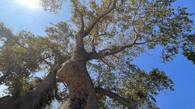 Mavi Gök 'e Karşı Görkemli Ağaç Kanopi. Güneş ışığıyla. Güçlü bir manzara. Olgun bir yaprak döken ağacın kalın gövdesine ve geniş dallarına bakıyor. Parlak güneş yeşil ve sarı sonbahar yapraklarının arasından süzülüyor, açık mavi gökyüzüne karşı.. 