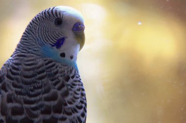 Yumuşak odaklı bir portrede yakalanmış, huzurlu bir yerli muhabbet kuşunun (muhabbet kuşunun) yakın çekimi. Sıcak altın ve beyaz renklerdeki ince, rüya gibi arka plan kuşun yumuşak özelliklerini ve barışçıl ifadesini vurguluyor.. 