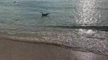 Sunny Beach 'te berrak sığ sularda yüzen martı. Okyanusun ışıldayan ince kumsalla buluştuğu yumuşak, dalgalı suda dinlenen yalnız bir martının huzur dolu görüntüsü..