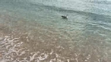 Sunny Beach 'te berrak sığ sularda yüzen martı. Okyanusun ışıldayan ince kumsalla buluştuğu yumuşak, dalgalı suda dinlenen yalnız bir martının huzur dolu görüntüsü..