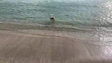 Sunny Beach 'te berrak sığ sularda yüzen martı. Okyanusun ışıldayan ince kumsalla buluştuğu yumuşak, dalgalı suda dinlenen yalnız bir martının huzur dolu görüntüsü..