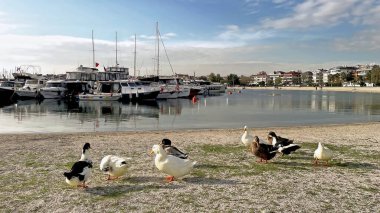 İstanbul, Türkiye. 6 Aralık 2025. İstanbul 'un bir banliyö ilçesi olan Yesilkoy sahilinden hafta sonu manzarası, kışın tekneler ve insanlarla parçalı bulutlu bir günde. Sahil boyunca uzanan sakin, mavi bir kış haftasonu sahili manzarası..