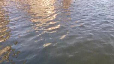 Deniz yosunlarıyla batmamış deniz suyu. Güneşin yansımaları ve berrak sulardan görülebilen koyu deniz yosunları içeren sakin bir okyanus yüzeyi. Doğa geçmişi için mükemmel..