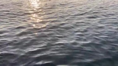 Deniz yosunlarıyla batmamış deniz suyu. Güneşin yansımaları ve berrak sulardan görülebilen koyu deniz yosunları içeren sakin bir okyanus yüzeyi. Doğa geçmişi için mükemmel..