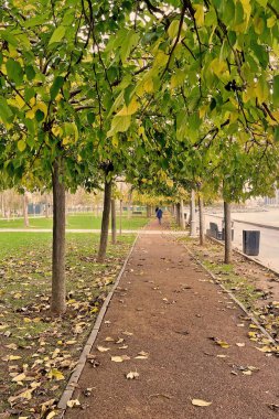 Sonbahar mevsiminde Marmara Sahili 'nde sonbahar yolu. Sonbaharda İstanbul' da bir parkta, düşmüş sarı yapraklar ve Marmara sahili manzaralı huzurlu bir yürüyüş..