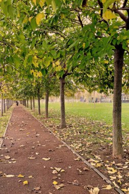 Sonbahar mevsiminde Marmara Sahili 'nde sonbahar yolu. Sonbaharda İstanbul' da bir parkta, düşmüş sarı yapraklar ve Marmara sahili manzaralı huzurlu bir yürüyüş..