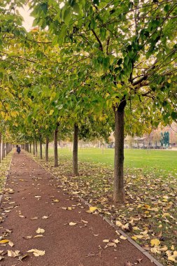 Sonbahar mevsiminde Marmara Sahili 'nde sonbahar yolu. Sonbaharda İstanbul' da bir parkta, düşmüş sarı yapraklar ve Marmara sahili manzaralı huzurlu bir yürüyüş..