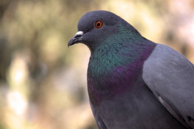 Iridescent Featherlı Güvercin 'in yakın çekimi. Vahşi bir güvercinin kaliteli portresi. Renkli boyun tüyleri ve yumuşak doğal ortamında keskin detaylar sergiliyor..