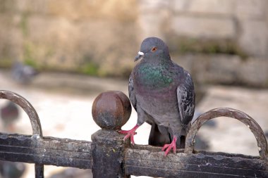 Iridescent Featherlı Güvercin 'in yakın çekimi. Vahşi bir güvercinin kaliteli portresi. Renkli boyun tüyleri ve yumuşak doğal ortamında keskin detaylar sergiliyor..