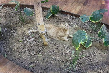 Kapalı Bahçe 'de dinlenen Ginger Tekir Kedisi. Turuncu bir tekir kedi, modern kapalı ahşap ekicinin içindeki yeşil bitkilerin arasında, tuhaf bir ifadeyle yukarı bakıyor..
