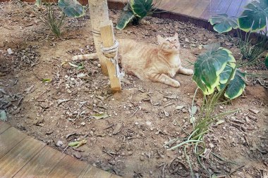 Kapalı Bahçe 'de dinlenen Ginger Tekir Kedisi. Turuncu bir tekir kedi, modern kapalı ahşap ekicinin içindeki yeşil bitkilerin arasında, tuhaf bir ifadeyle yukarı bakıyor..
