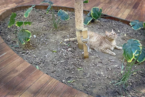 Kapalı Bahçe 'de dinlenen Ginger Tekir Kedisi. Turuncu bir tekir kedi, modern kapalı ahşap ekicinin içindeki yeşil bitkilerin arasında, tuhaf bir ifadeyle yukarı bakıyor..