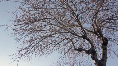 Mavi Gök 'e Karşı Çıplak Ağaç Silueti. Temiz bir gökyüzünün altındaki yapraksız bir ağacın çıtır çıtır manzarası. Kış için mükemmel arka plan ve minimalist mevsimlik kavramlar.