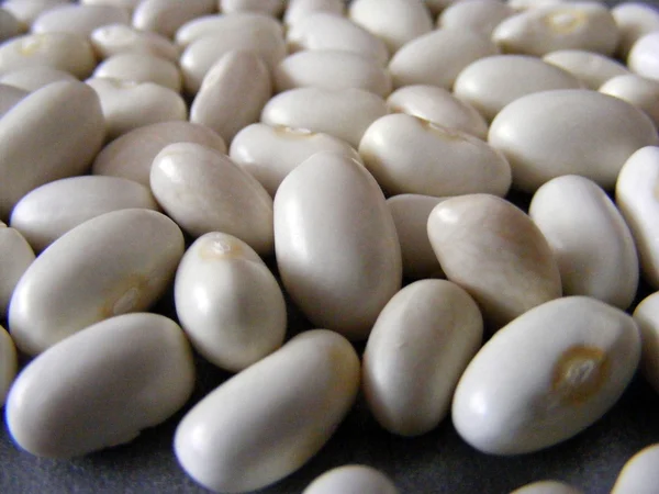 Suché fazole, fazole, turecké fazole, — Stock fotografie