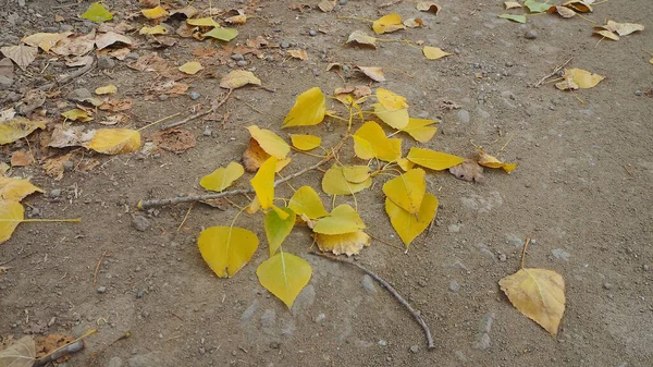 Восени Жовте Сухе Листя Тополя Впало Землю — стокове фото