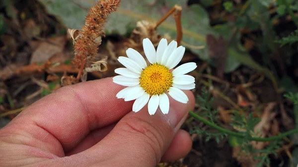 Autumn Daisy Flowers Chamomile Flowers Dried Herbs Autumn Daisies — Stock Photo, Image