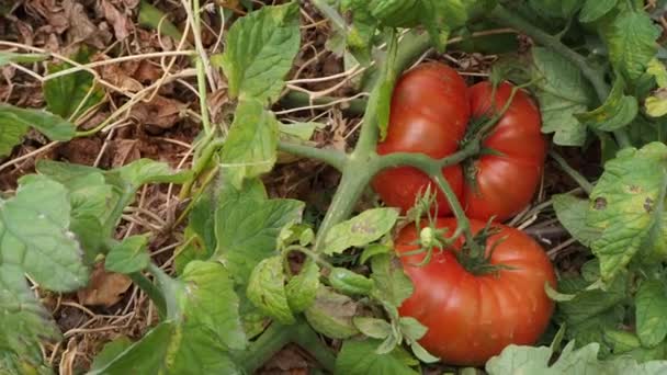 Laatste Tomaten Grote Grote Tomaten Herfst — Stockvideo