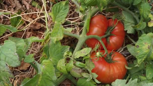 Últimos Tomates Grandes Tomates Grandes Otoño — Vídeo de stock