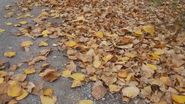 秋天的树木和落叶 秋天的风景 树木和树叶 — 图库视频影像