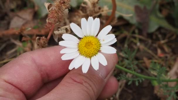 Hösttusensköna Blommor Kamomillblommor Bland Torkade Örter Hösttusensköna — Stockvideo