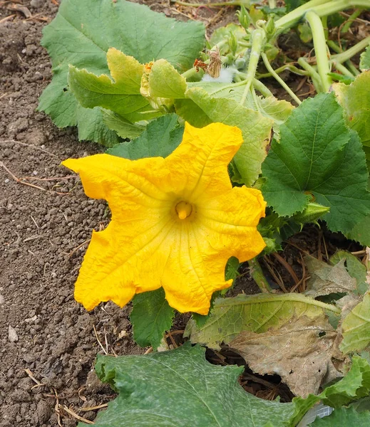 Grande Fleur Gourde Très Gros Plan Fleur Citrouille Couleur Jaune — Photo