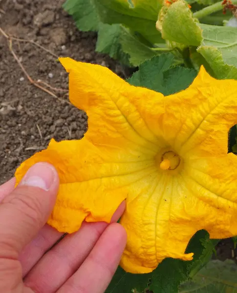 Grande Fleur Gourde Très Gros Plan Fleur Citrouille Couleur Jaune — Photo