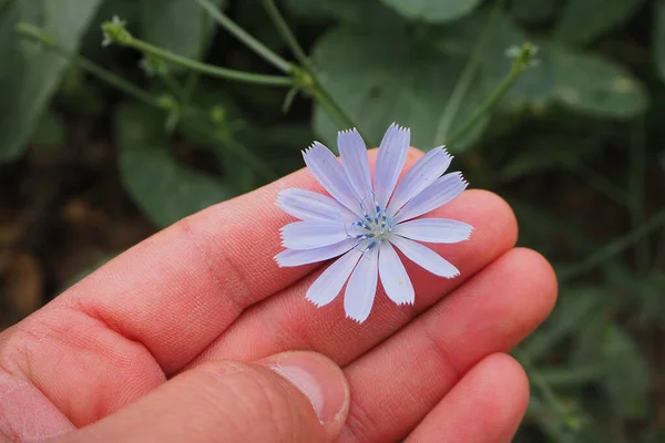 Niebieski Kwiat Cykorii Lecznicza Niebieska Roślina Cykorii — Zdjęcie stockowe