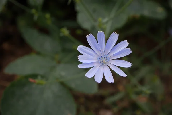 Blaue Chicorée Blume Medizinische Blaue Chicorée Pflanze — Stockfoto