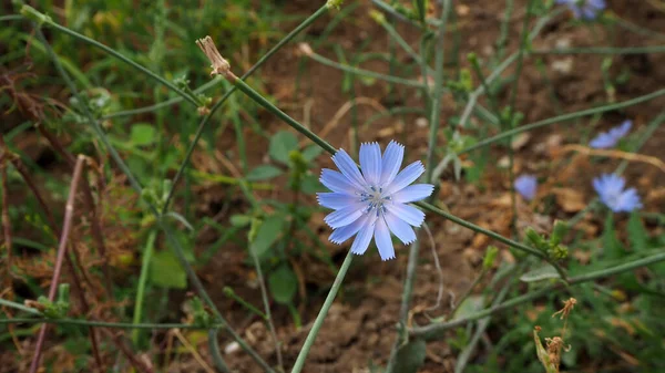 Mavi hindiba çiçeği, tıbbi mavi hindiba çiçeği,