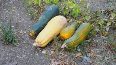Kabak çeşitleri, büyük uzun balkabakları, yenilebilir balkabakları yerde duruyor.,