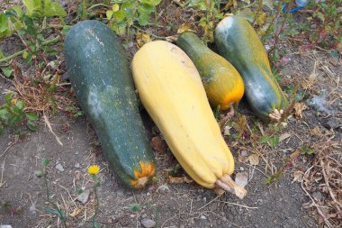 Kabak çeşitleri, büyük uzun balkabakları, yenilebilir balkabakları yerde duruyor.,