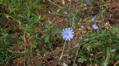 Mavi hindiba çiçeği, tıbbi mavi hindiba çiçeği,