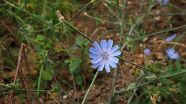 Mavi hindiba çiçeği, tıbbi mavi hindiba çiçeği,