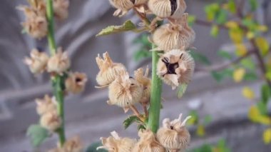Kurutulmuş gül tohumu, marshmallow çiçeği, tohum tohumu üretimi.,