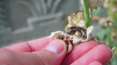 Kurutulmuş gül tohumu, marshmallow çiçeği, tohum tohumu üretimi.,