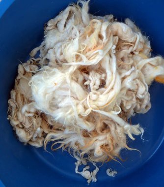 Yün, kuzu yünü bir kâsede yıkanmaya hazır.,