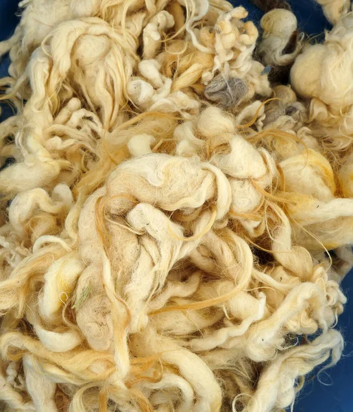 Doğal ve saf koyun yünü, temizlenmiş koyun yünü.,