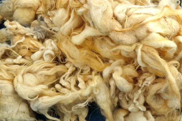Sağlıklı yastık ve yorgan için doğal koyun yünü.,