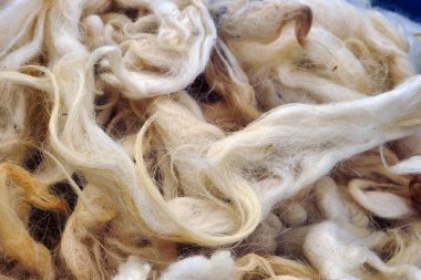 Yakın çekim, temiz koyun yünü, sağlıklı yastık ve yorgan için doğal koyun yünü.,