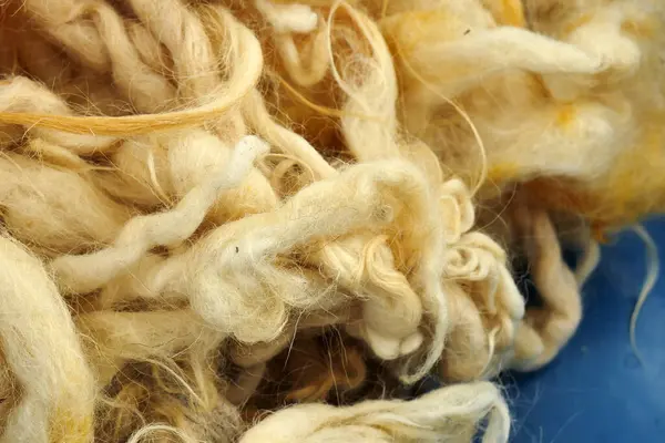 Doğal ve saf koyun yünü, temizlenmiş koyun yünü.,