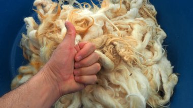 Doğal ve saf koyun yünü, temizlenmiş koyun yünü.,